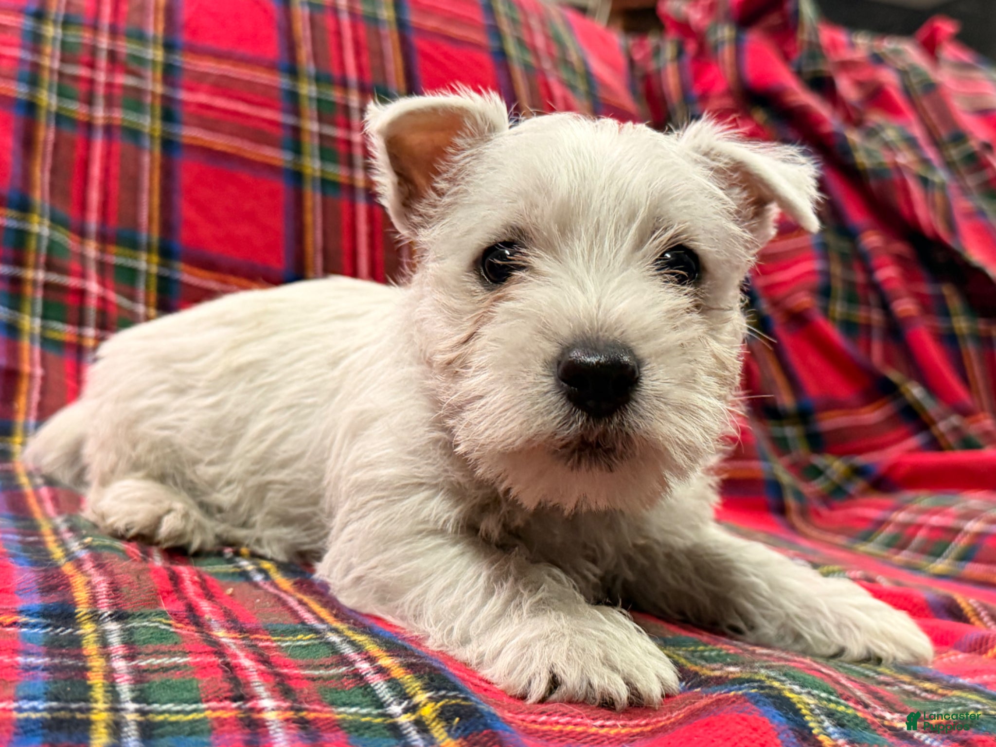 West Highland Terrier dogs for sale: Tucker - Ad 1