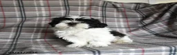 Shih Tzu dogs for sale: Stormy - Ad 8