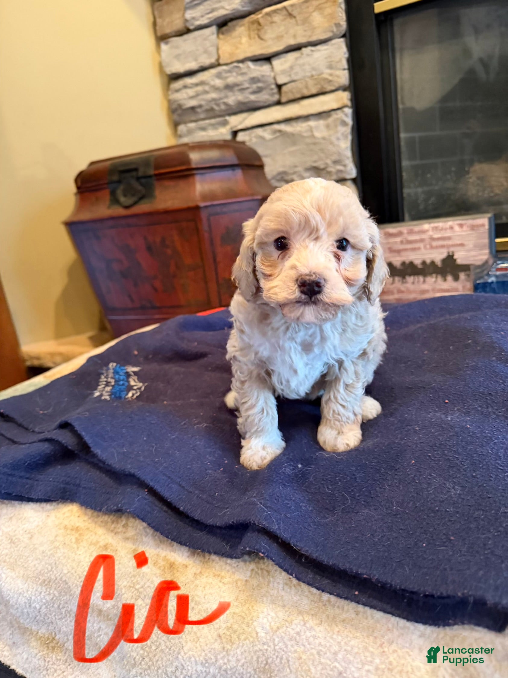 Miniature Poodle dogs  Cia - Ad 3