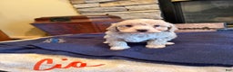 Miniature Poodle dogs for sale:  Cia - Ad 1