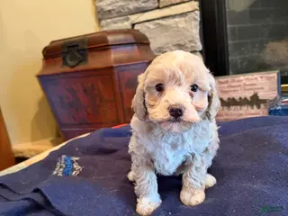 Miniature Poodle dogs Cia - Ad 32