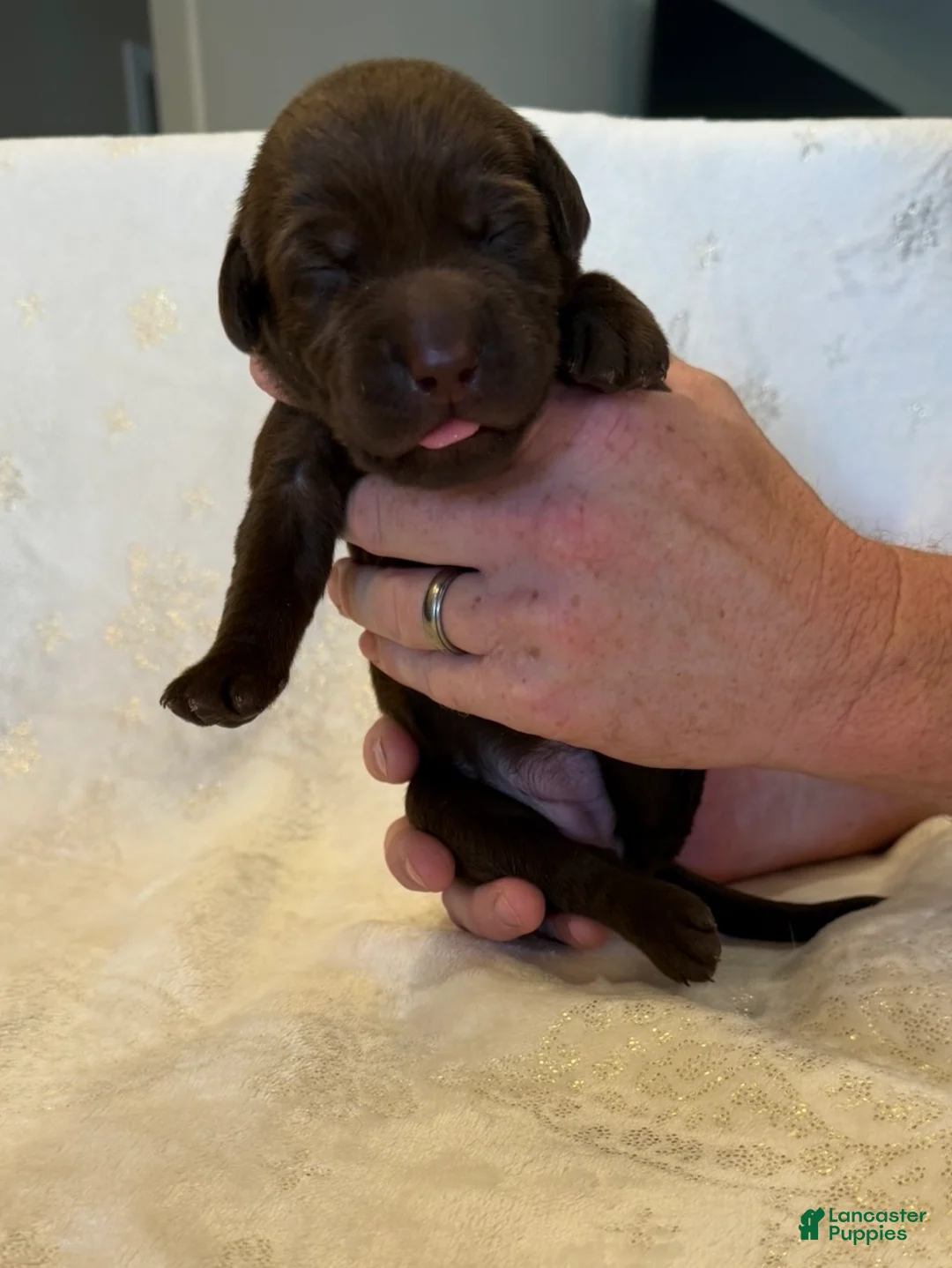 Labrador Retriever dogs for sale: Labrador Retriever 11 - Ad 1
