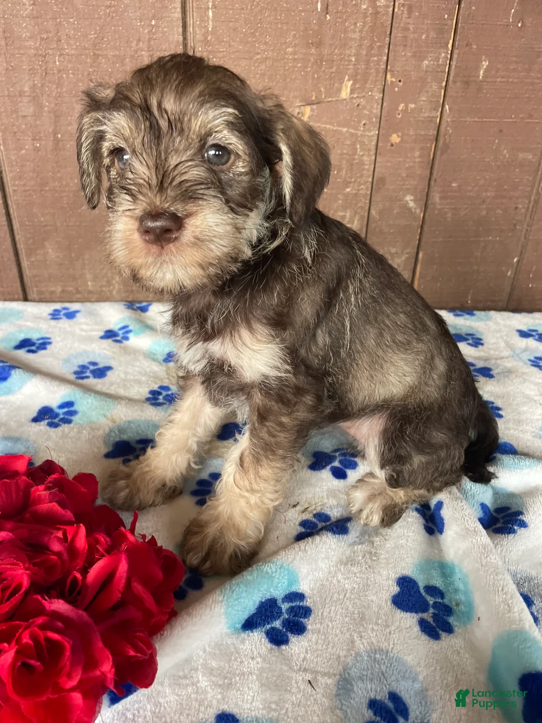 Miniature Schnauzer dogs for sale: Helga - Ad 4