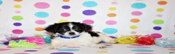 Chihuahua dogs for sale: Nevan - Ad 1