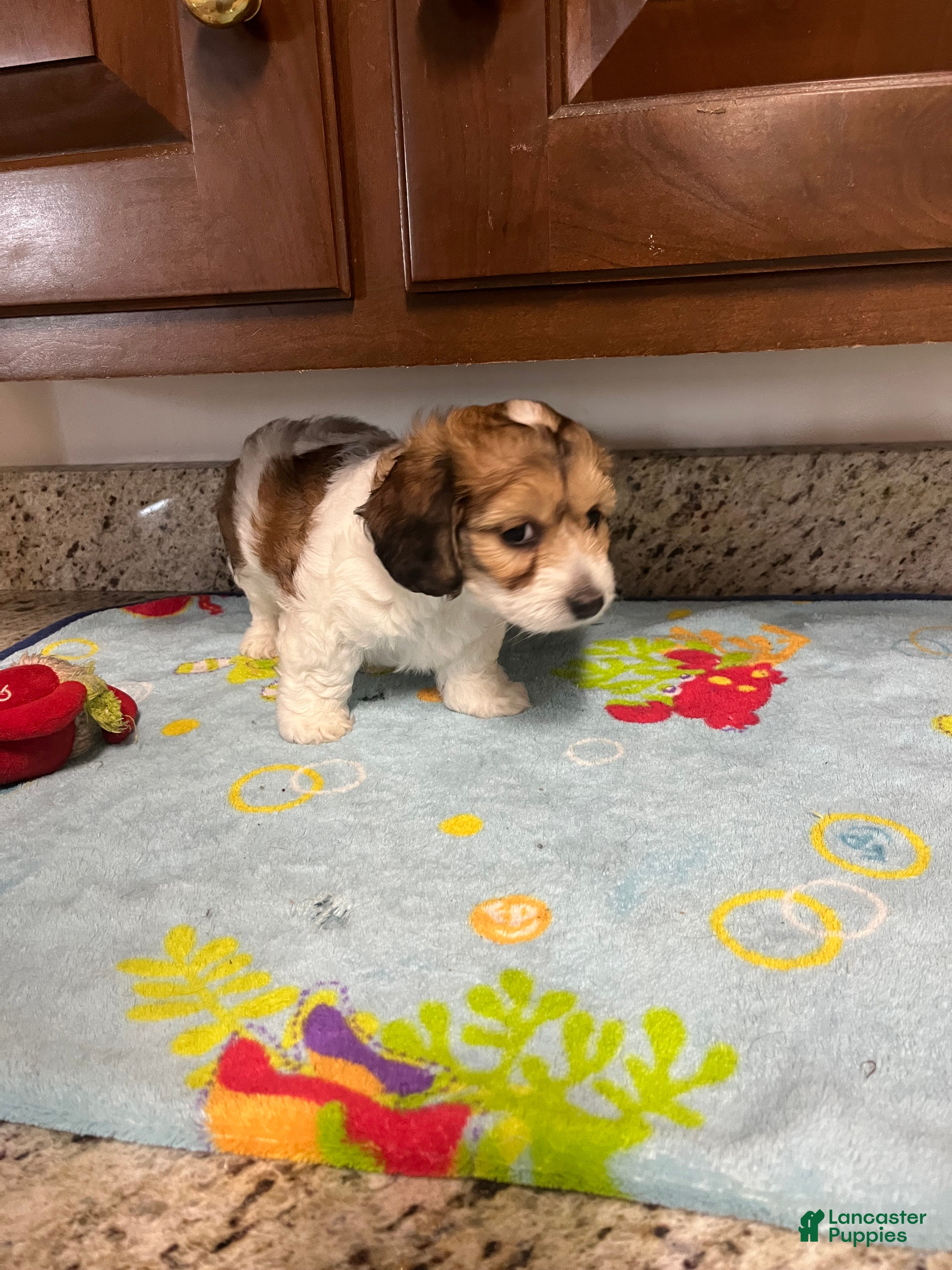 Mixed Breed dogs Capri - Ad 1