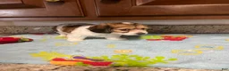 Mixed Breed dogs for sale: Capri - Ad 1