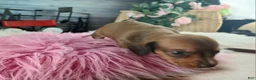 Dachshund dogs for sale: Nationwide delivery. Sugar pies red girl - Ad 7