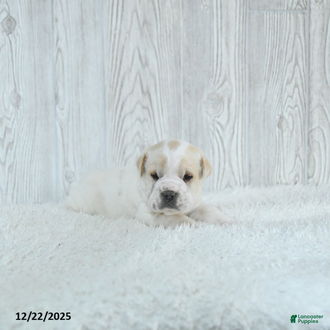 Mini Hippo dogs for sale: Gizmo - Ad 5