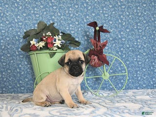 Pug dogs Lechito - Ad 19