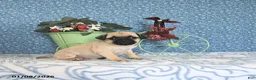 Pug dogs for sale: Lechito - Ad 7