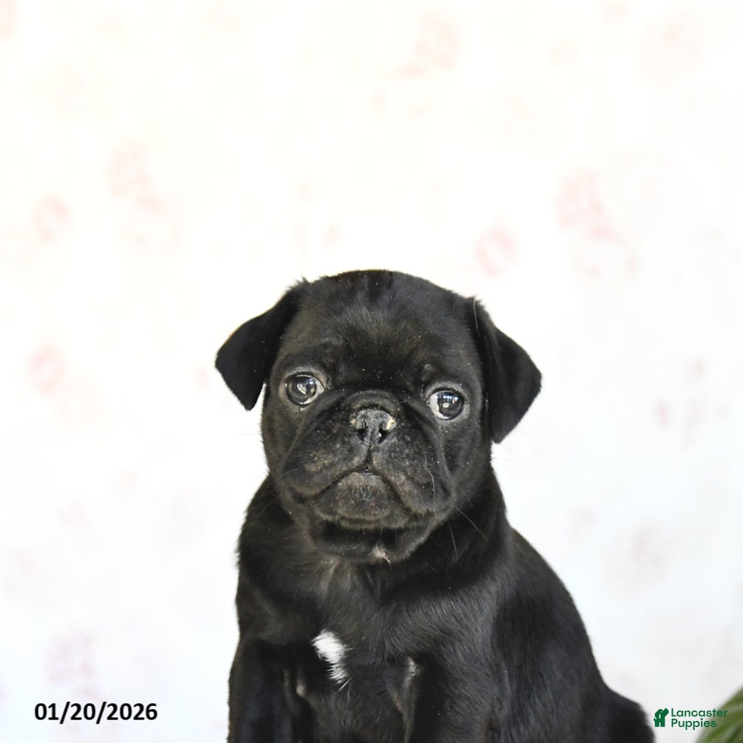 Pug dogs for sale: Theo - Ad 4