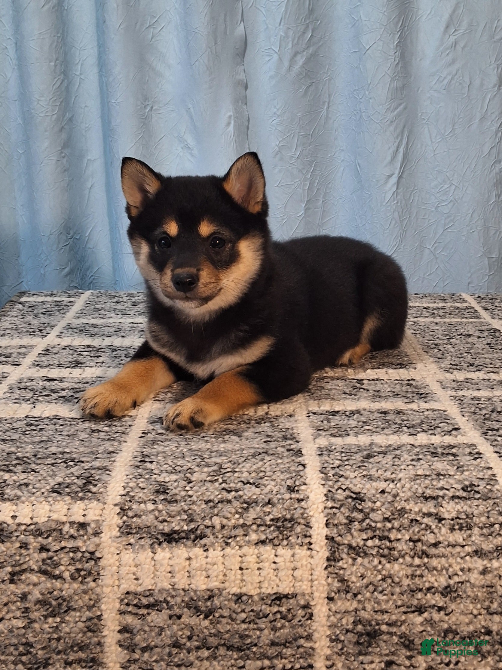 Shiba Inu dogs Poppy  - Ad 2