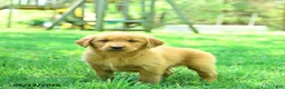 Golden Retriever dogs for sale: Pebbles - Ad 1