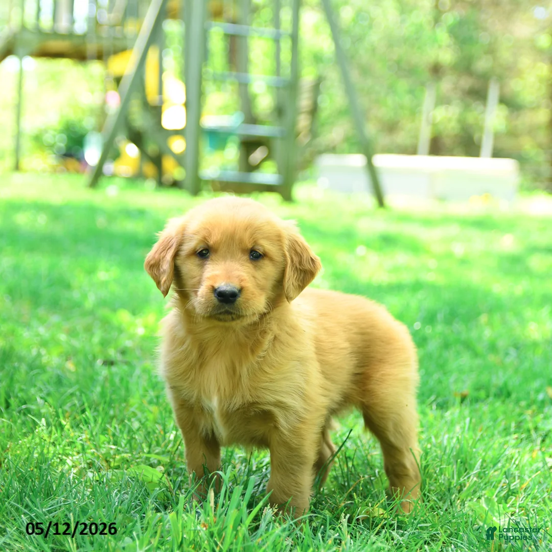 Golden Retriever dogs for sale: Pebbles - Ad 1