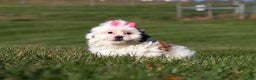 Shih Tzu dogs for sale: Hope - Ad 4