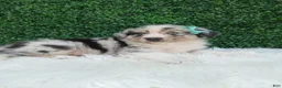 Australian Shepherd dogs for sale: Charles - Ad 3