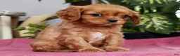Cavalier King Charles Spaniel dogs for sale: Trevor - Ad 2