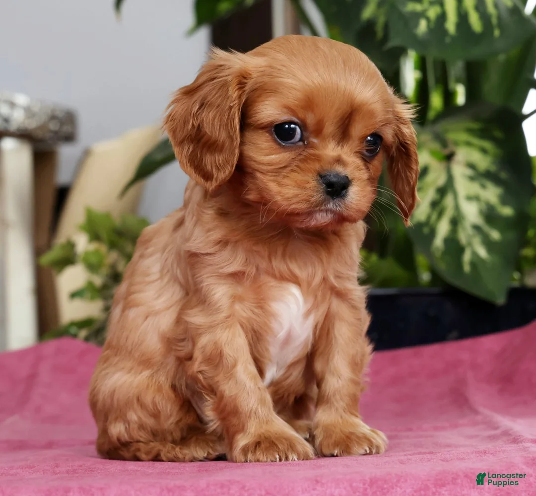 Cavalier King Charles Spaniel dogs for sale: Trevor - Ad 2