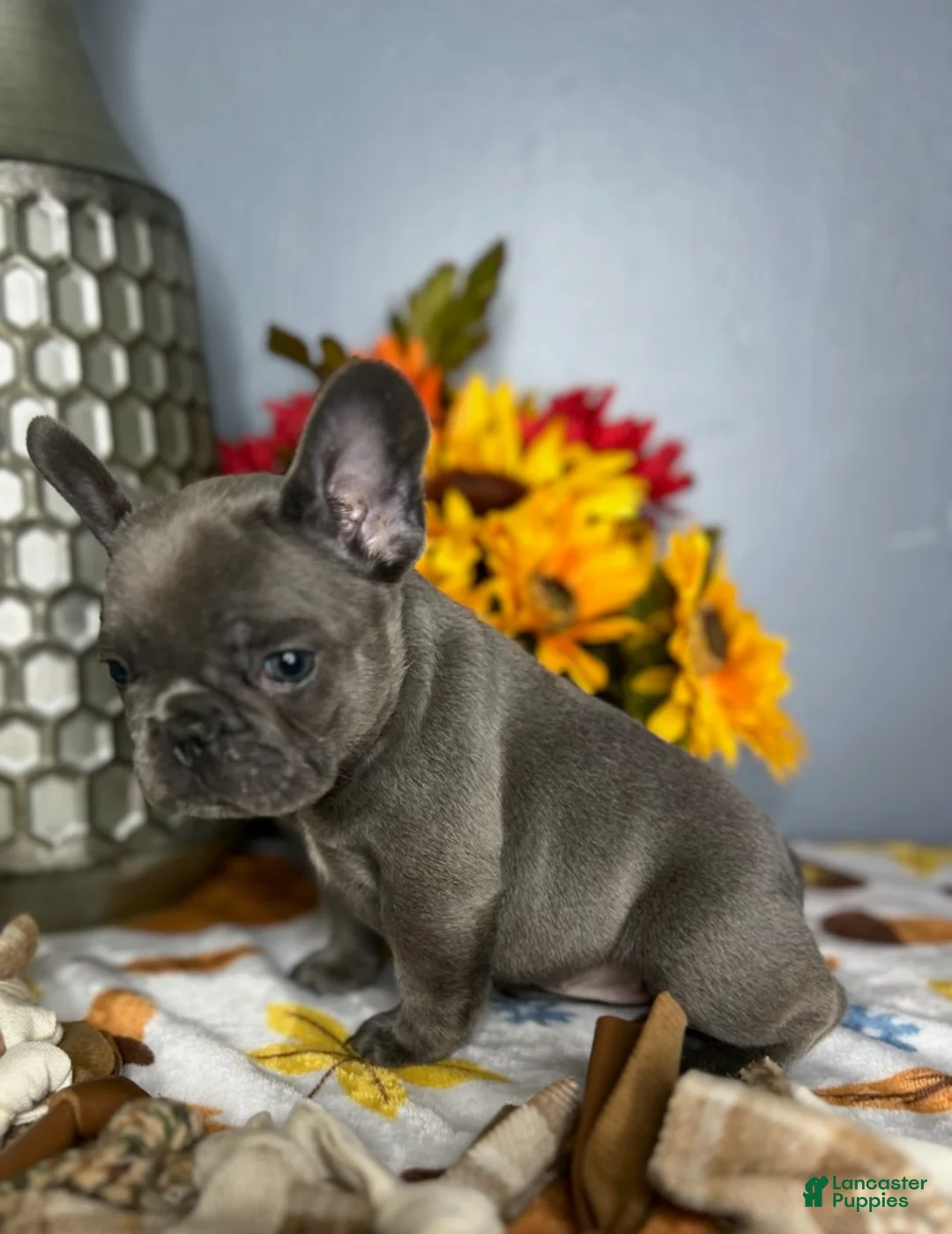 French Bulldog dogs for sale: Blue Girl - Ad 2
