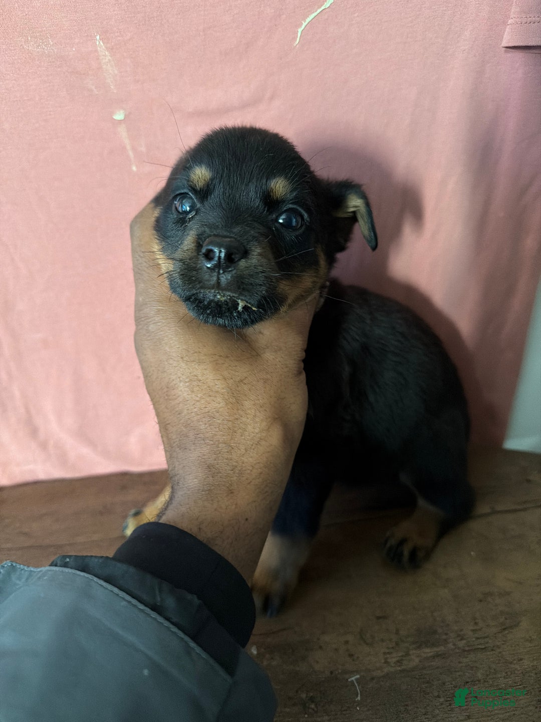 Rottweiler dogs for sale: Rottweiler Puppy 2 - Ad 2