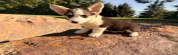 Welsh Corgi Pembroke dogs for sale: Kelsy - Ad 6