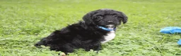 Yorkiepoo dogs for sale: Ranger  - Ad 22