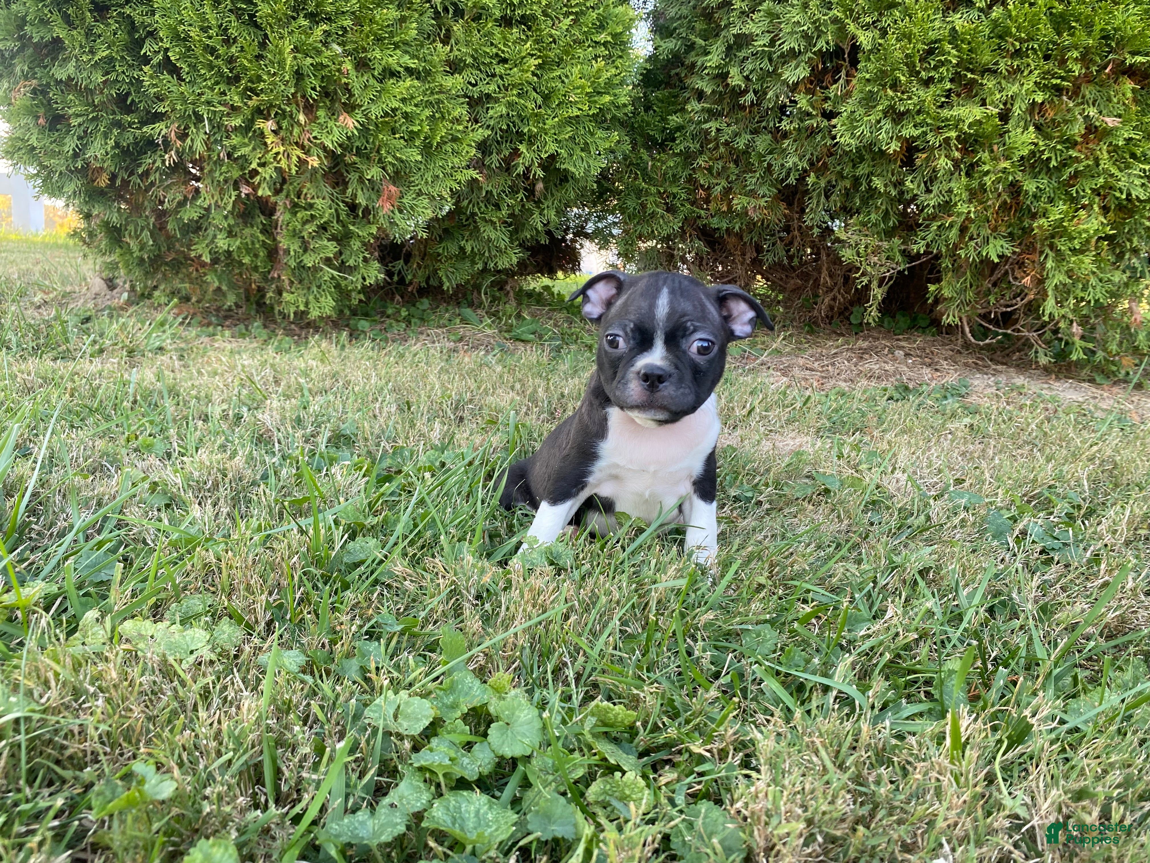 Boston Terrier dogs for sale: Lane  - Ad 1