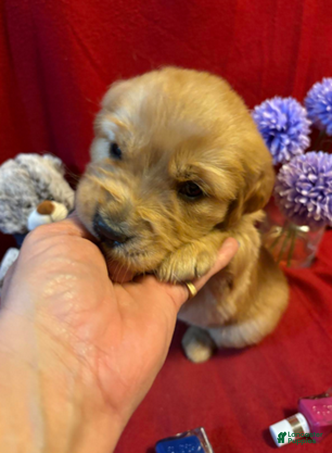 Golden Retriever dogs for sale: Takame - Ad 1