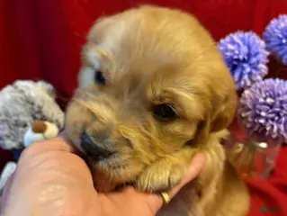 Golden Retriever dogs Takame - Ad 42