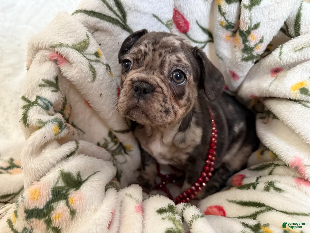 French Bulldog dogs for sale: Brindle Merle (Callie) - Ad 3