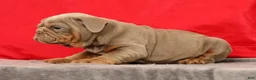 English Bulldog dogs for sale: Sarge - Ad 6
