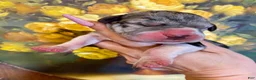 Great Dane dogs for sale: Obisidian Wildfire Cinder - Ad 3