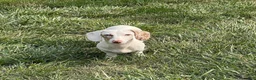 Dachshund dogs for sale: Moonie - Ad 2