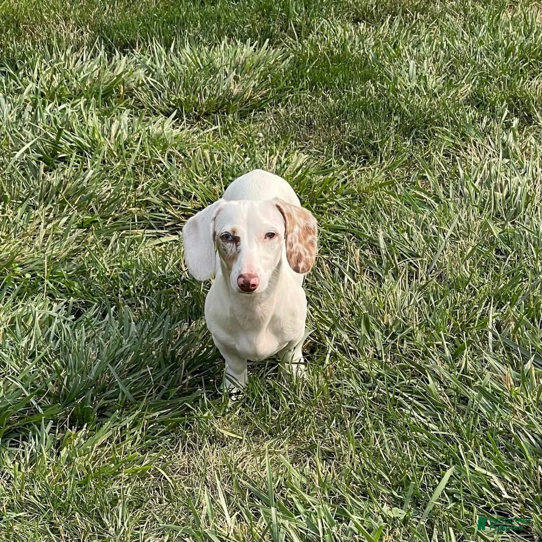 Dachshund dogs for sale: Moonie - Ad 2
