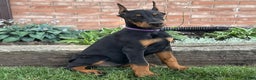 Doberman Pinscher dogs for sale: Selene - Ad 15
