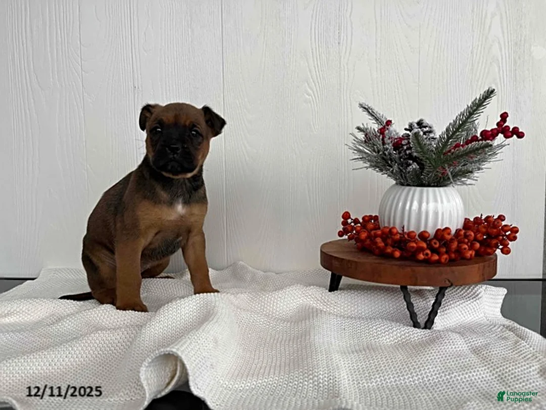 Mixed Breed dogs for sale: Magic - Ad 2