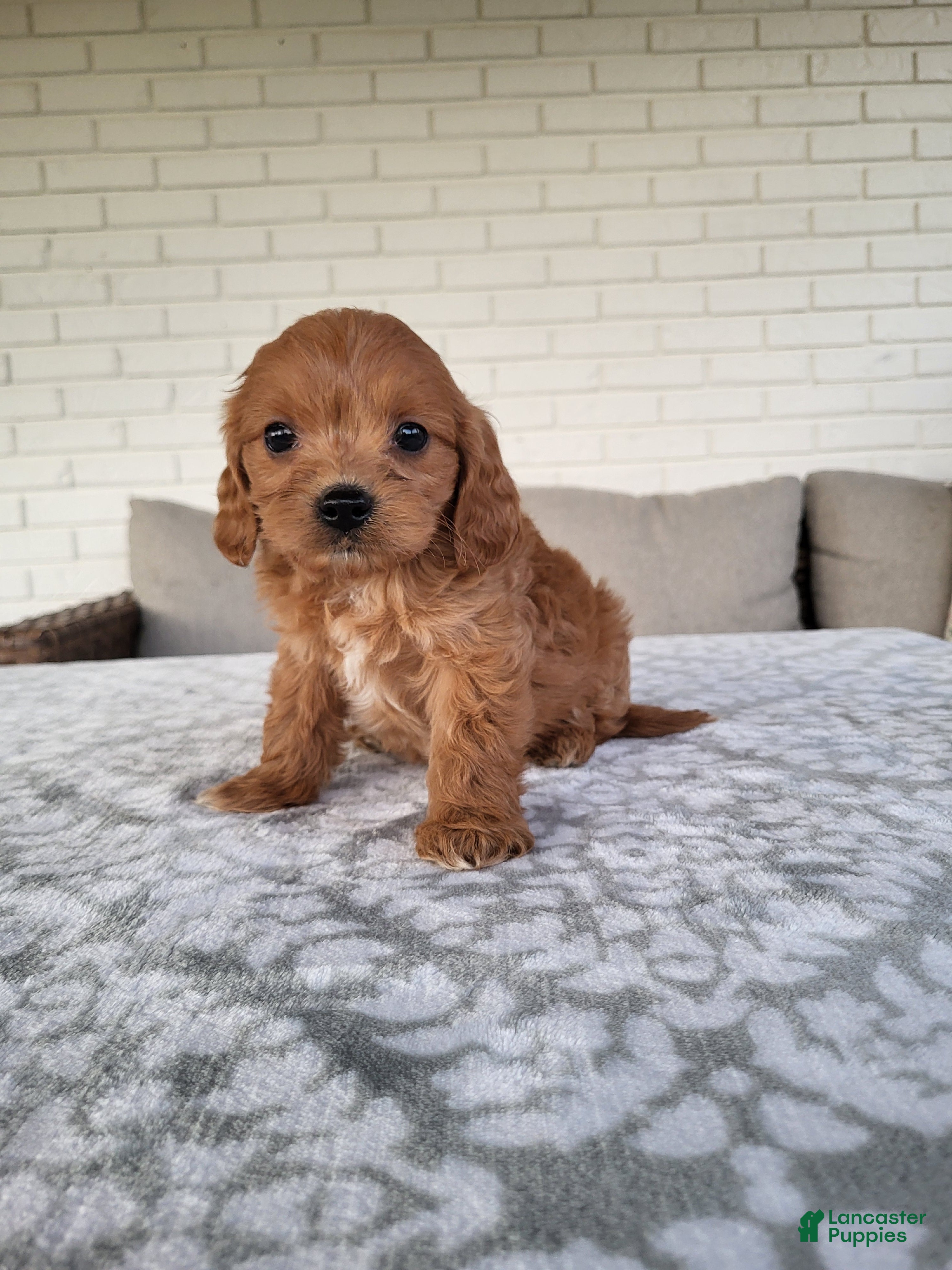 Cavapoo dogs Kobe - Ad 2