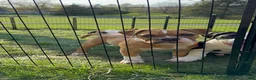 Alapaha Blue Blood Bulldog dogs for sale: BEA Riot - Ad 6
