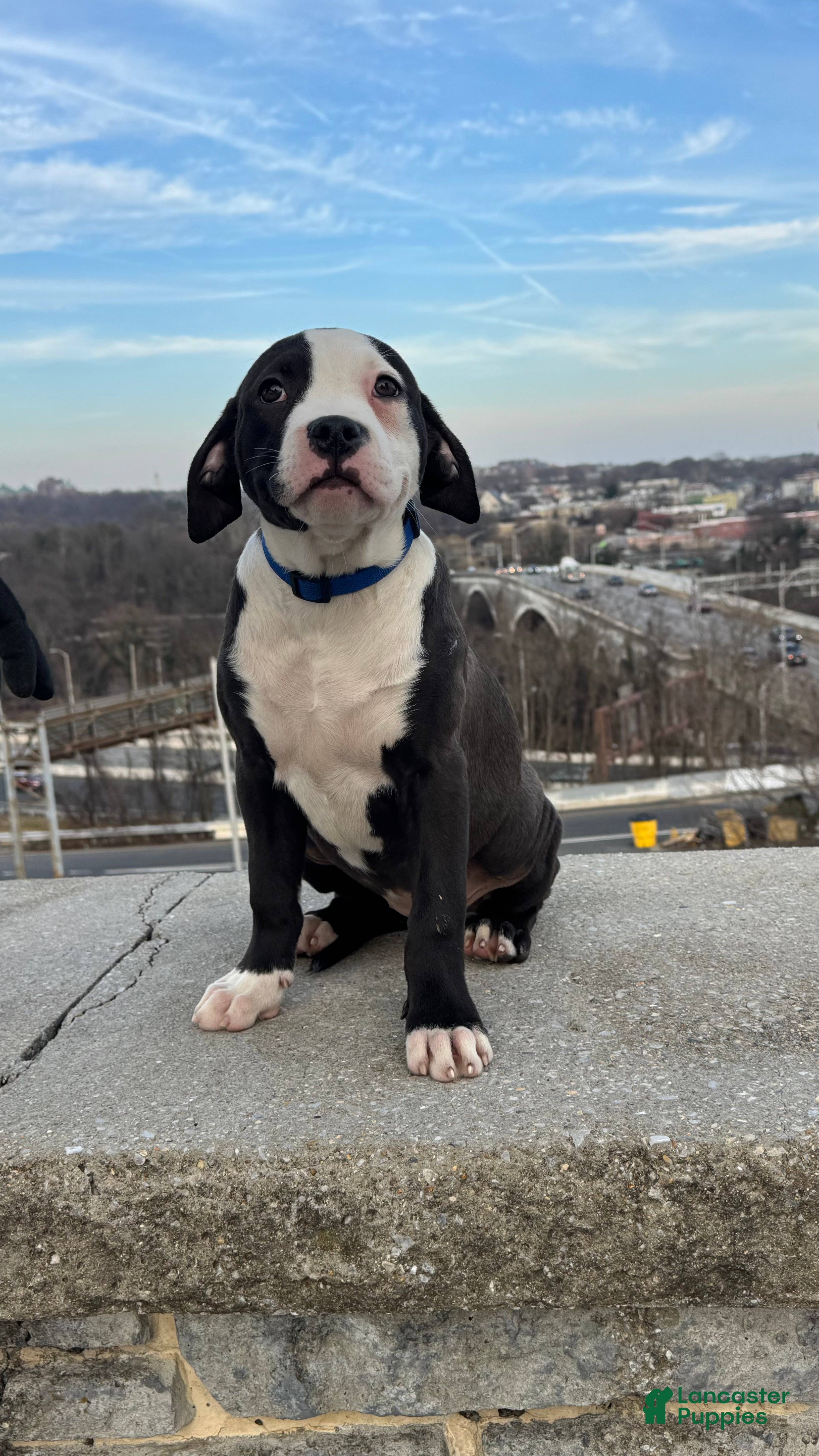 American Bully dogs Sage - Ad 7