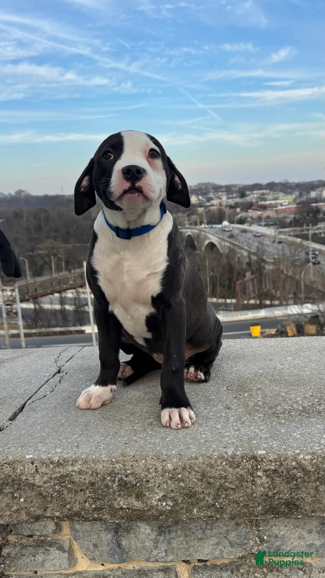 American Bully dogs for sale: Sage - Ad 1