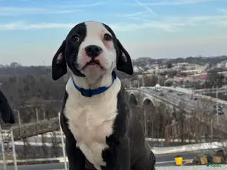 American Bully dogs Sage - Ad 4