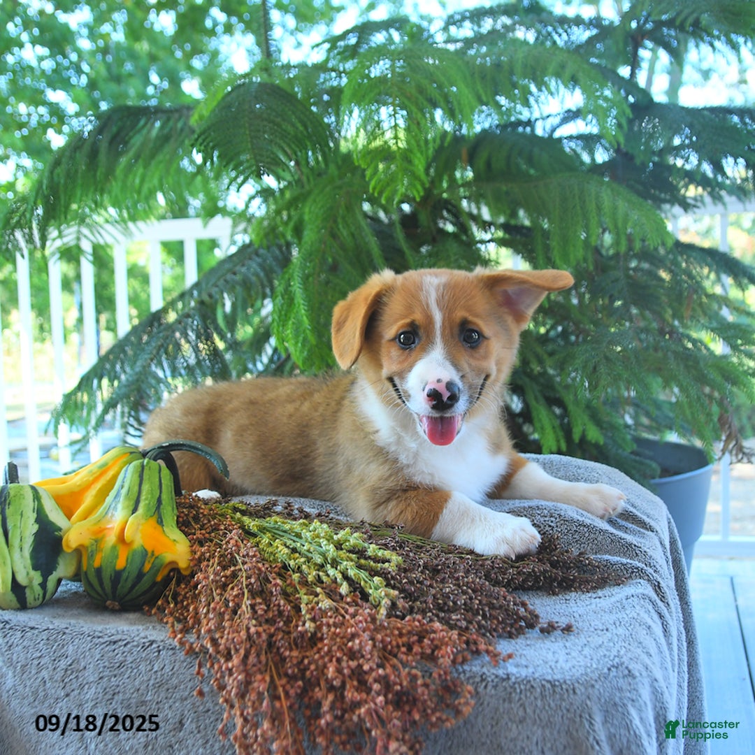 Welsh Corgi Pembroke dogs for sale: Merlin - Ad 1