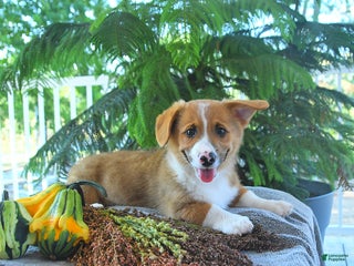 Welsh Corgi Pembroke dogs Merlin - Ad 32