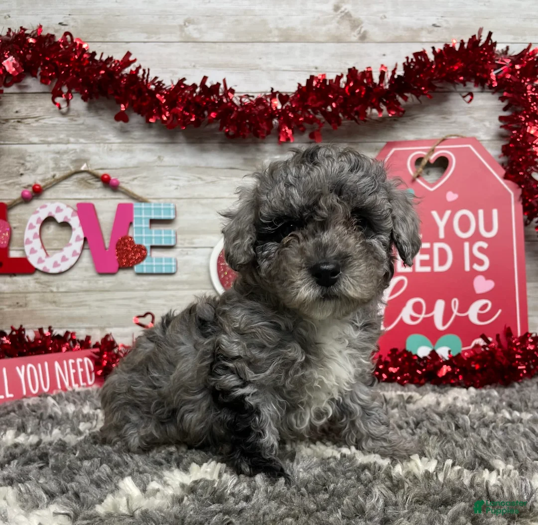 Gallery Image {{count}}