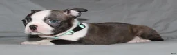 Boston Terrier dogs for sale: Lucy - Ad 5