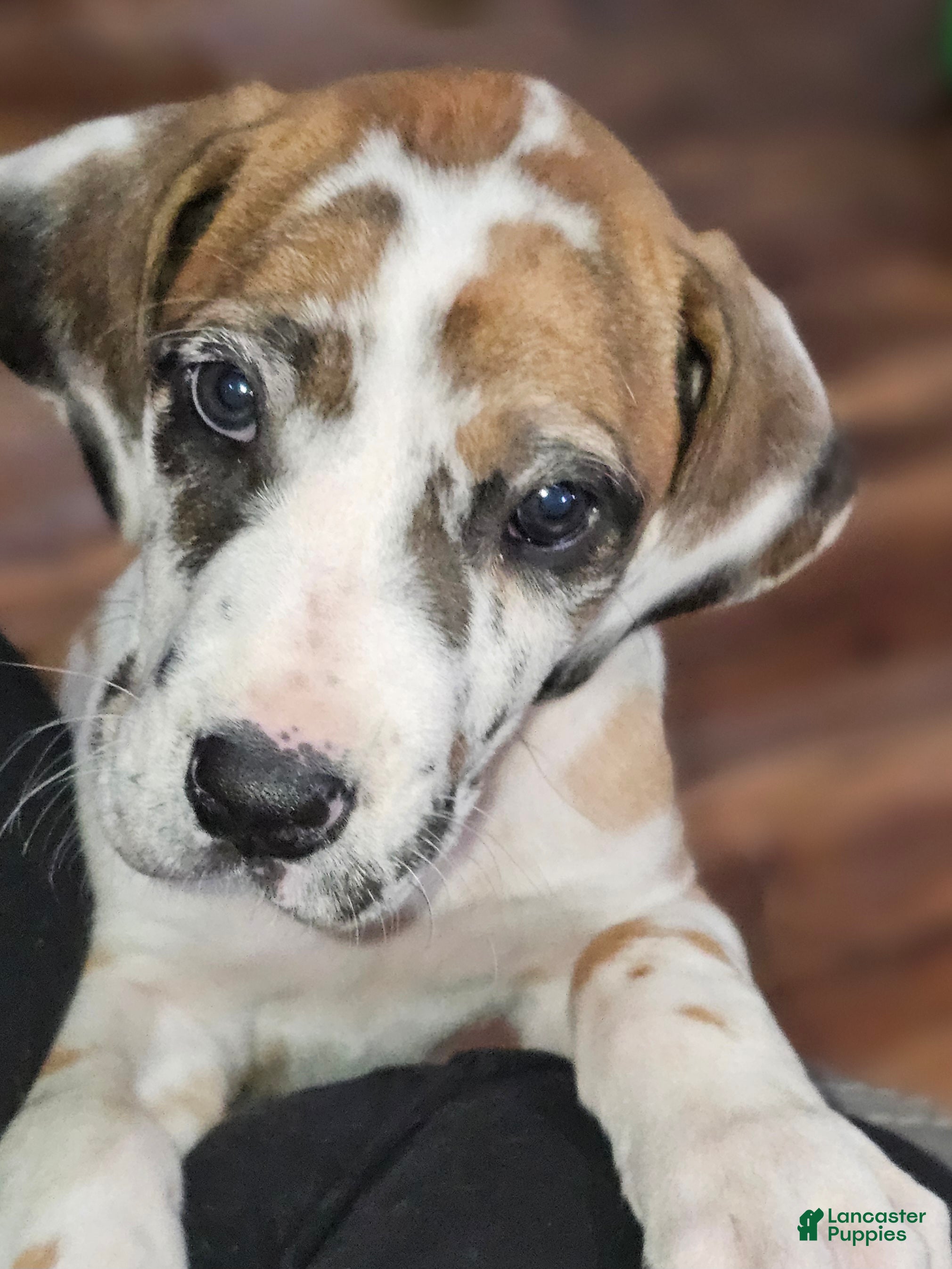 Great Dane dogs Fawnequin Female  - Ad 1