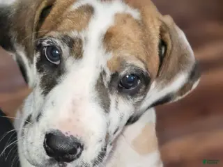 Great Dane dogs for sale: Fawnequin Female - Ad 2