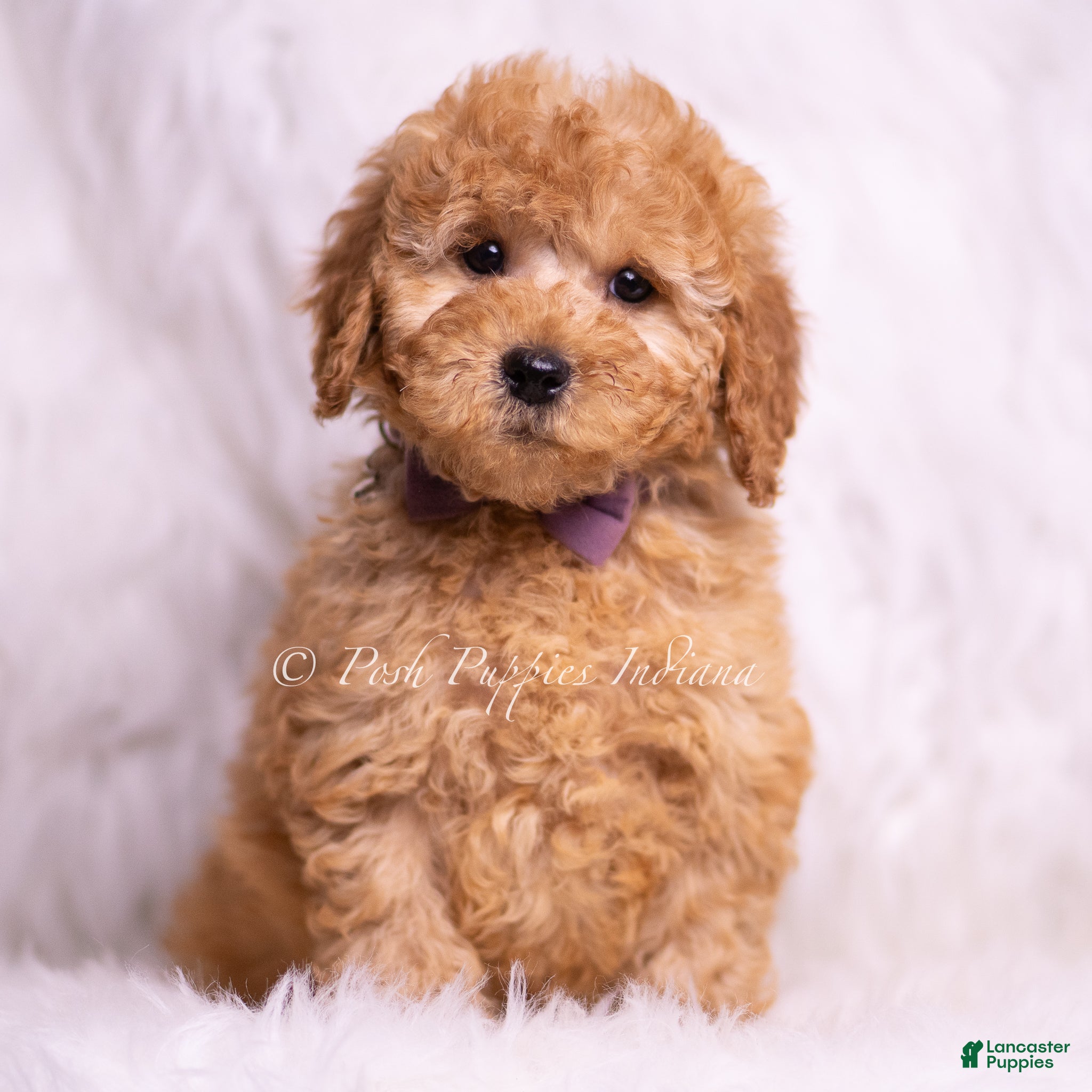 Mini Goldendoodle dogs Ziggy - Ad 17