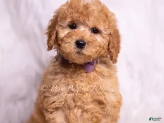Mini Goldendoodle dogs Ziggy - Ad 17