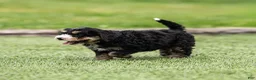 Bernedoodle dogs for sale: Hayes Bernedoodle Puppy  - Ad 9